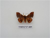 藏品(尺蛾282)的圖片